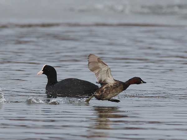 Pikku-uikku, Little Grebe, Tachybaptus ruficollis